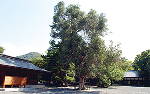 天然記念物ユーカリ